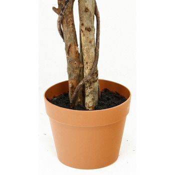 観葉植物 フィカス 690 不二貿易