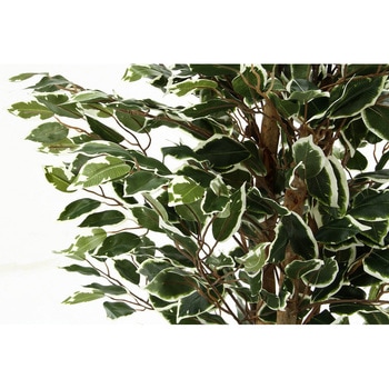 観葉植物 フィカス 690 不二貿易