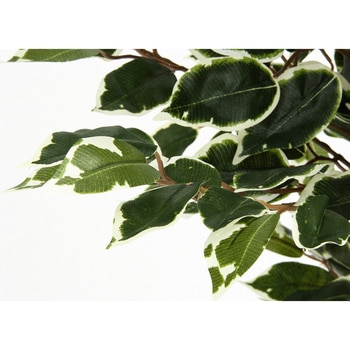 観葉植物 フィカス 690 不二貿易