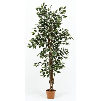 観葉植物 フィカス 690 不二貿易