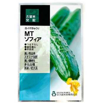 タネ】MTソフィア 久留米原種育成会 野菜の種 通年 【通販モノタロウ】