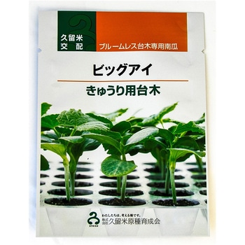 【タネ】ビッグアイ 久留米原種育成会