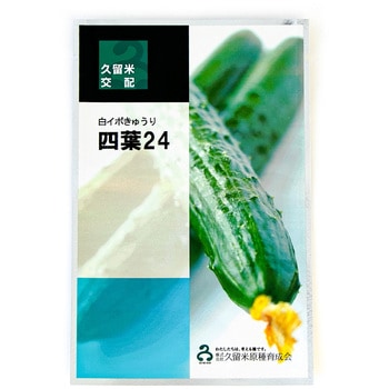 【タネ】四葉24 久留米原種育成会
