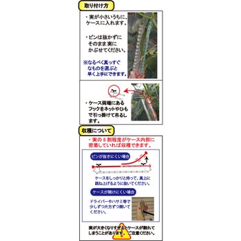 くまのきゅうり フォレスト