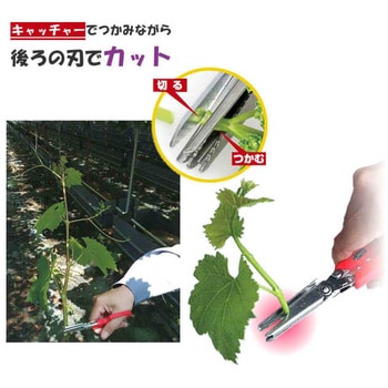副梢キャッチ鋏 サボテン