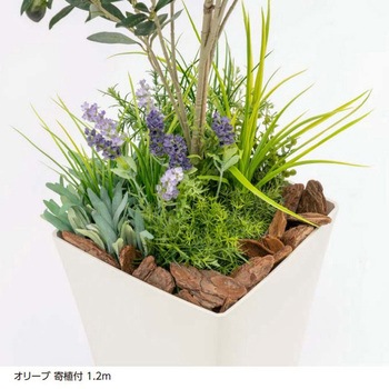 人工植物 オリーブ   寄植付 1.2m タカショー