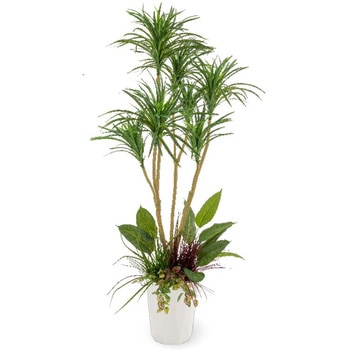 人工植物 ドラセナ コンシンネ  寄植付 1.6m タカショー