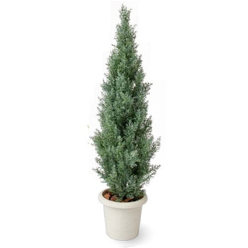 人工植物 ヒバツリー ライトグリーン   1.5m タカショー