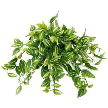 人工植物 トラディスカンチア タカショー