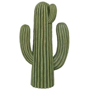 CACTUS カクタス ダルトン
