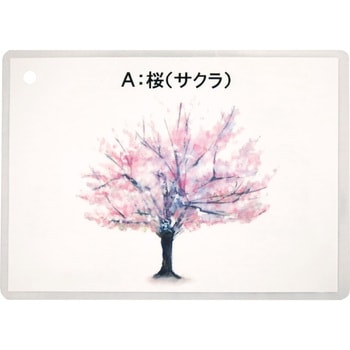 木材の材質・特徴セット 三和製作所