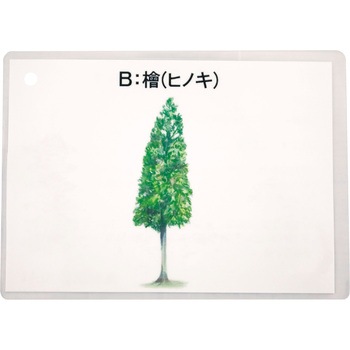 木材の材質・特徴セット 三和製作所