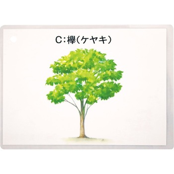 木材の材質・特徴セット 三和製作所