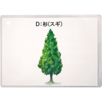 木材の材質・特徴セット 三和製作所
