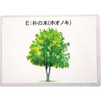 木材の材質・特徴セット 三和製作所