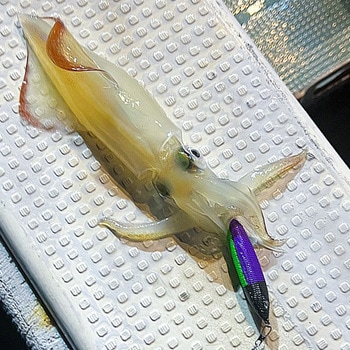 メタラー 20号 オーパデザイン