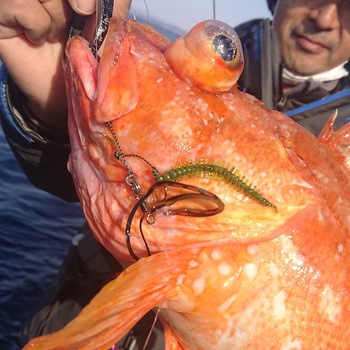 海毛虫 2.5in UKMハイフロート オーパデザイン