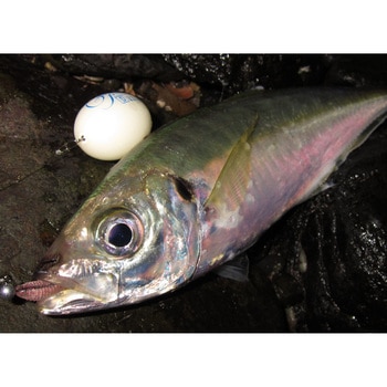 シャローフリーク Dive - Arukazik Japan(アルカジックジャパン)