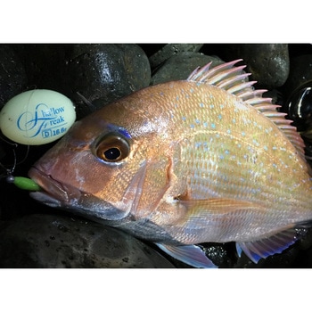 シャローフリーク Dive - Arukazik Japan(アルカジックジャパン)