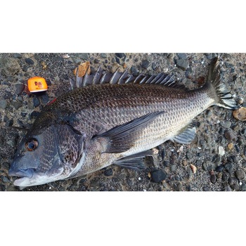 黒魂king(クロダマ キング) レッド kizakura(キザクラ)