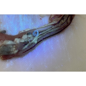 アニサキスライト 津本式 完全防水 紫外線LED ブラック色 Hapyson