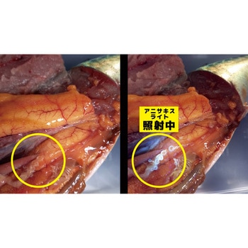 アニサキスライト 津本式 完全防水 紫外線LED ブラック色 Hapyson