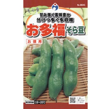 38341 【タネ】お多福そら豆(LL) 1枚(90mL) ウタネ 【通販