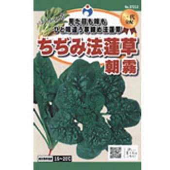 37212 【タネ】松島交配 ちぢみ法蓮草朝霧 ウタネ ホウレン草 - 【通販