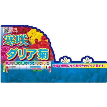【苗】寒咲きダリア菊 豊幸園