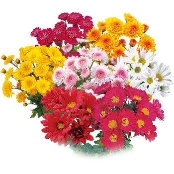 【苗】お正月咲きカラフル小菊 豊幸園