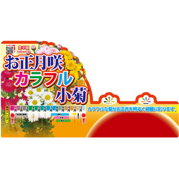 【苗】お正月咲きカラフル小菊 豊幸園