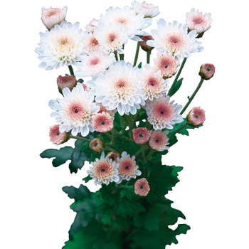 【苗】お正月咲きカラフル小菊 豊幸園