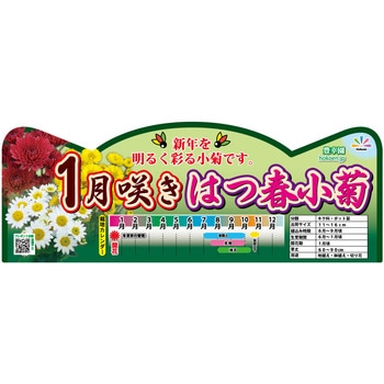 【苗】1月咲はつ春小菊 豊幸園