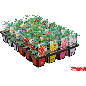 【苗】1月咲はつ春小菊 豊幸園
