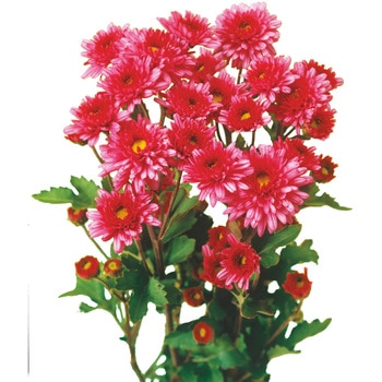 【苗】1月咲はつ春小菊 豊幸園