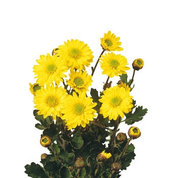 【苗】1月咲はつ春小菊 豊幸園