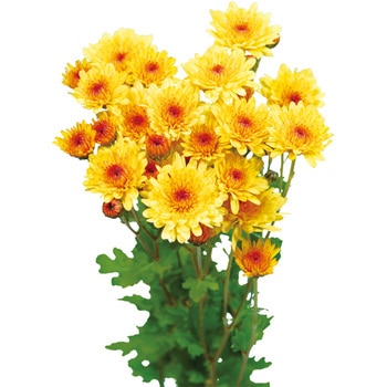 【苗】1月咲はつ春小菊 豊幸園