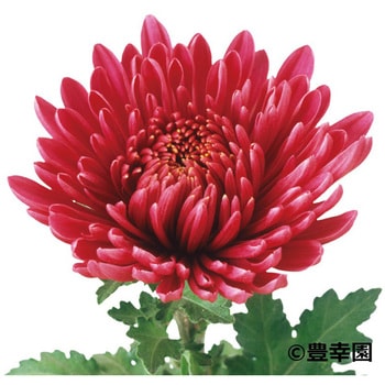 25年5月中下旬予約]手間なし菊苗：7月咲き小菊：赤系4号ポット
