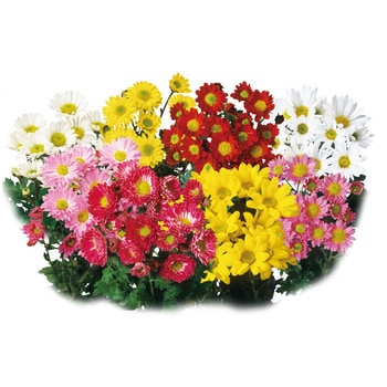 苗】寒菊 小菊 切花菊 1セット(9cm×24個) 豊幸園 【通販モノタロウ】 苗】寒菊 小菊 切花菊 1セット(9cm×24個) 豊幸園 【通販モノタロウ】