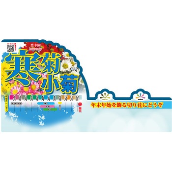 【苗】寒菊 小菊 切花菊 豊幸園
