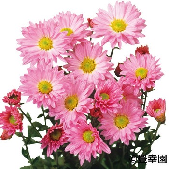 【苗】寒菊 小菊 切花菊 豊幸園