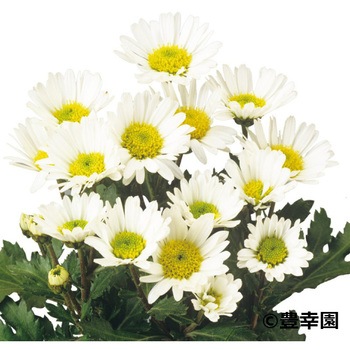 【苗】寒菊 小菊 切花菊 豊幸園