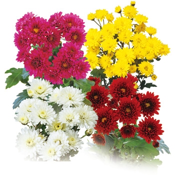 【苗】寒咲き八重小菊 豊幸園