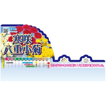 【苗】寒咲き八重小菊 豊幸園