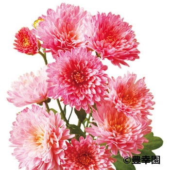 【苗】寒咲き八重小菊 豊幸園