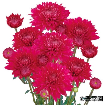 【苗】寒咲きポンポン菊 豊幸園