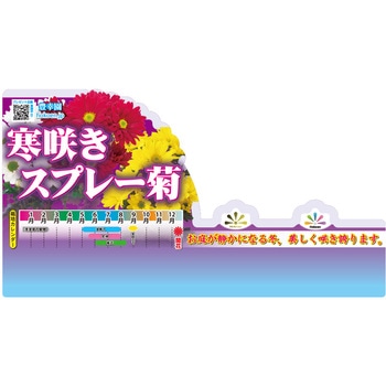 【苗】寒咲きスプレー菊 豊幸園