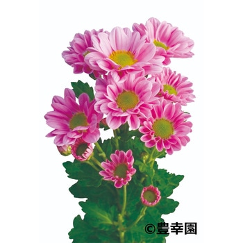 【苗】寒咲きスプレー菊 豊幸園