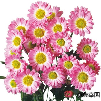 【苗】寒咲き変わり菊 豊幸園