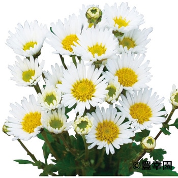【苗】寒咲き変わり菊 豊幸園